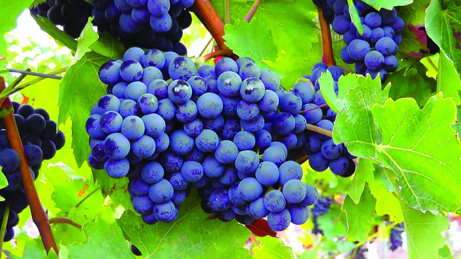 Grapes on vine blue 1